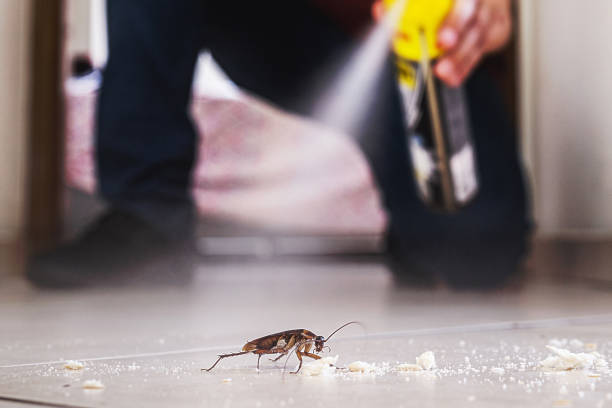 Best Spider Control Near Me  in Myrtletown, CA